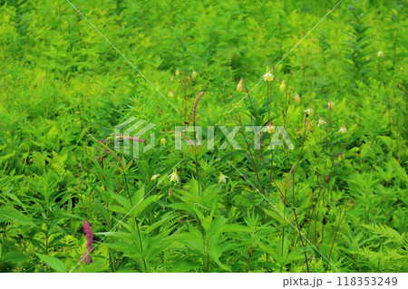 7月の入笠山の花々　　　信州の風景　　　信州の高山植物 118353249