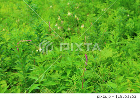 7月の入笠山の花々　　　信州の風景　　　信州の高山植物 118353252