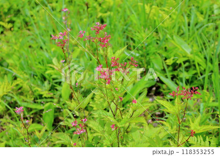 7月の入笠山の花々　　　信州の風景　　　信州の高山植物 118353255