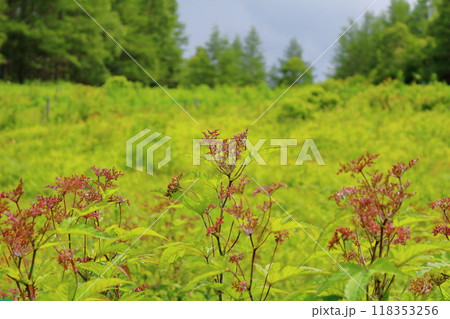 7月の入笠山の花々 信州の風景 信州の高山植物 7月の入笠山の花々 信州の風景 信州の高山植物 118353256
