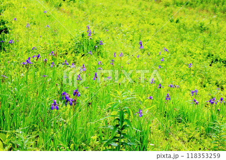 7月の入笠山の花々 信州の風景 信州の高山植物 7月の入笠山の花々 信州の風景 信州の高山植物 118353259