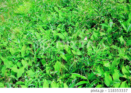 7月の入笠山の花々　　　信州の風景　　　信州の高山植物 118353337