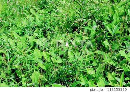 7月の入笠山の花々　　　信州の風景　　　信州の高山植物 118353339