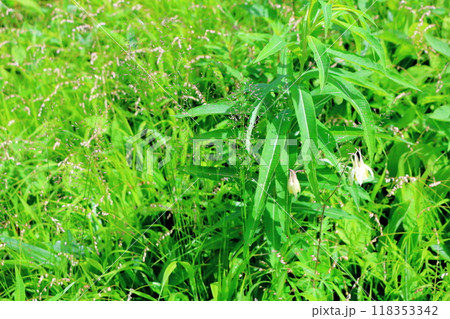 7月の入笠山の花々 信州の風景 信州の高山植物 7月の入笠山の花々 信州の風景 信州の高山植物 118353342