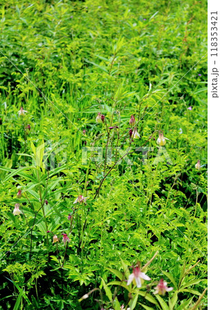 7月の入笠山の花々 信州の風景 信州の高山植物 7月の入笠山の花々 信州の風景 信州の高山植物 118353421