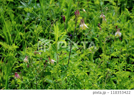 7月の入笠山の花々　　　信州の風景　　　信州の高山植物 118353422