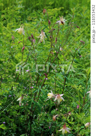 7月の入笠山の花々　　　信州の風景　　　信州の高山植物 118353432