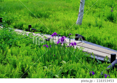 7月の入笠山の花々　　　信州の風景　　　信州の高山植物 118353453