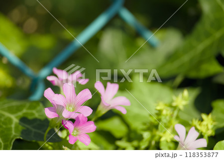 フェンスとムラサキカタバミ 118353877