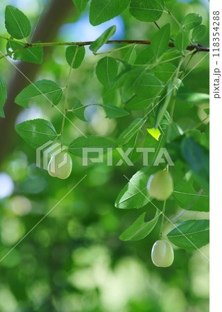 ナツメの実 118354288