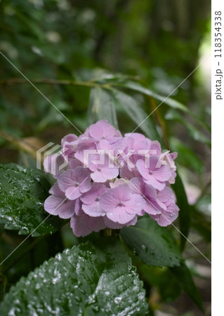 ピンクの紫陽花 118354338
