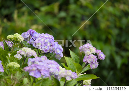 赤紫色の紫陽花 赤紫色の紫陽花 118354339