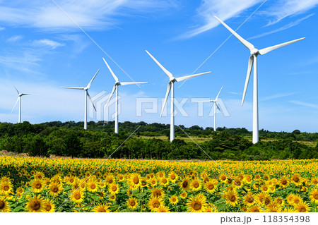 ひまわり畑と風車 夏の風景 布引高原 ひまわり畑と風車 夏の風景 布引高原 118354398