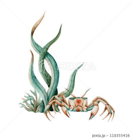 Ocean crab in laminaria seaweed watercolor illustration isolated on white. Green brown realistic crab with claws from tropical sea. Seabed underwater animal for food and eco friendly designs Ocean crab in laminaria seaweed watercolor illustration isolated on white. Green brown realistic crab with claws from tropical sea. Seabed underwater animal for food and eco friendly designs 118355416