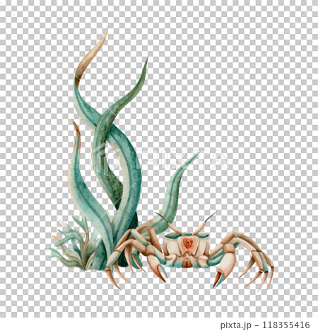 Ocean crab in laminaria seaweed watercolor illustration isolated on white. Green brown realistic crab with claws from tropical sea. Seabed underwater animal for food and eco friendly designs Ocean crab in laminaria seaweed watercolor illustration isolated on white. Green brown realistic crab with claws from tropical sea. Seabed underwater animal for food and eco friendly designs 118355416