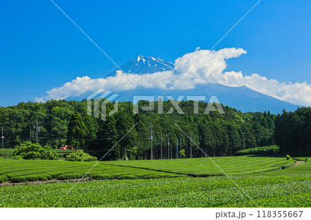 【静岡県】富士山と茶畑の青空風景 【静岡県】富士山と茶畑の青空風景 118355667