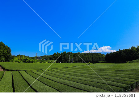 【静岡県】富士山と茶畑の青空風景 118355681