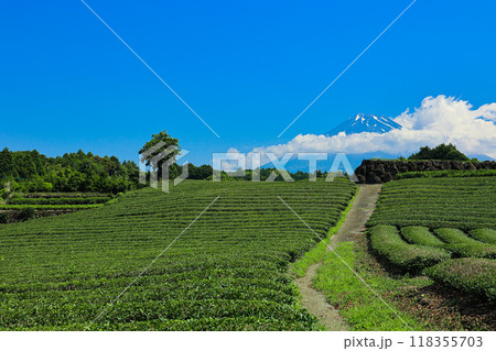 【静岡県】富士山と茶畑の青空風景 【静岡県】富士山と茶畑の青空風景 118355703