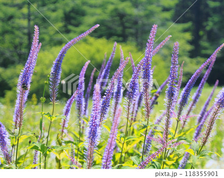 日本固有種の薬草 クガイソウ 日本固有種の薬草 クガイソウ 118355901