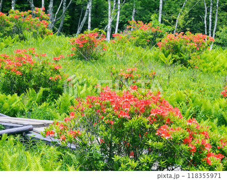 初夏に咲くレンゲツツジ 118355971