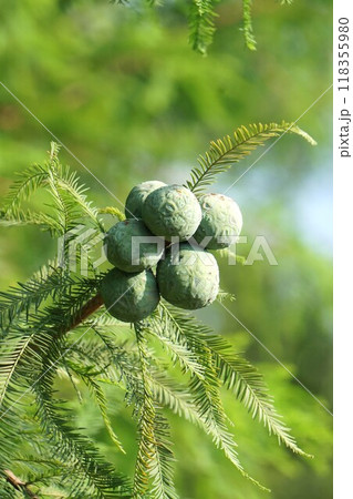 ラクウショウの実・2024年㋆　 118355980