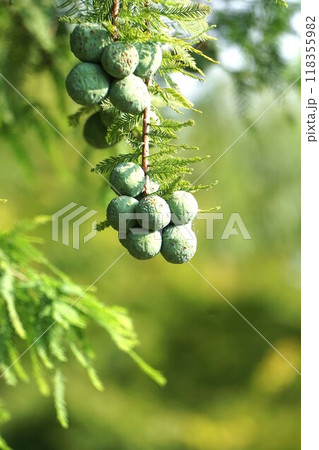 ラクウショウの実・2024年㋆  ラクウショウの実・2024年㋆  118355982