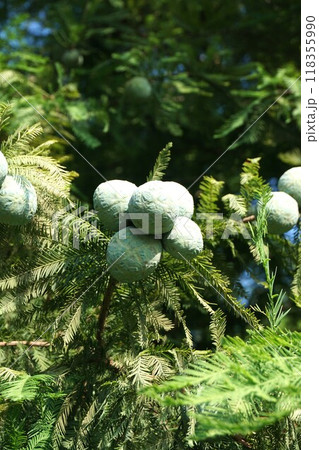 ラクウショウの実・2024年㋇ ラクウショウの実・2024年㋇ 118355990