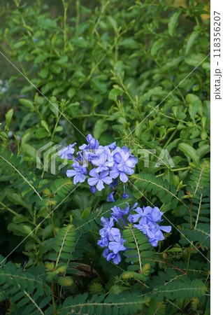 ルリマツリの花 118356207