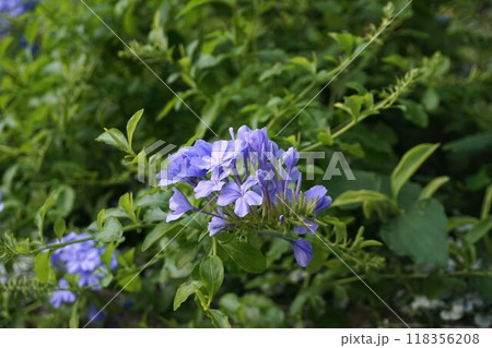 ルリマツリの花 118356208