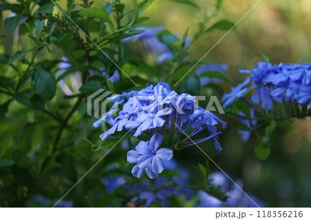 ルリマツリの花 118356216