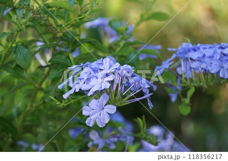 ルリマツリの花 118356217