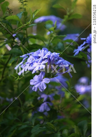 ルリマツリの花 118356218