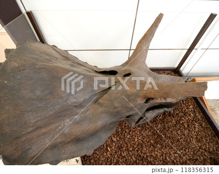 トリケラトプス　頭骨化石 118356315