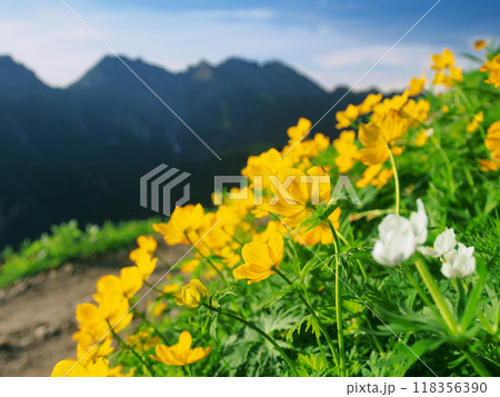 双六岳の登山道に咲くシナノキンバイの花畑 双六岳の登山道に咲くシナノキンバイの花畑 118356390