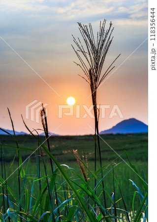 2024年すすきの穂が出始めたばかりの曽爾高原の夕景 沈んで行く夕日を見送るように咲くすすき 縦① 2024年すすきの穂が出始めたばかりの曽爾高原の夕景 沈んで行く夕日を見送るように咲くすすき 縦① 118356444