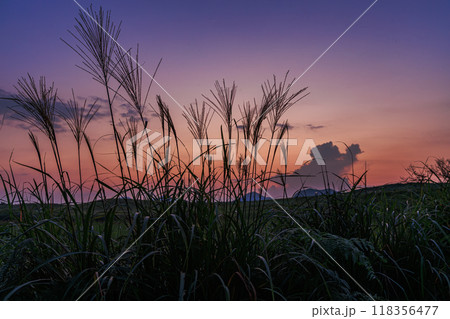 2024年すすきの穂が出始めたばかりの曽爾高原の夕景　夕焼けの残照を背景に咲くすすきの群れ④ 118356477