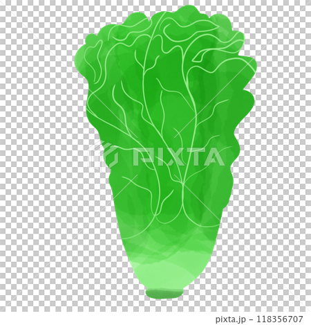 green cabbage, hand drawn, transparency illustration. green cabbage, hand drawn, transparency illustration. 118356707