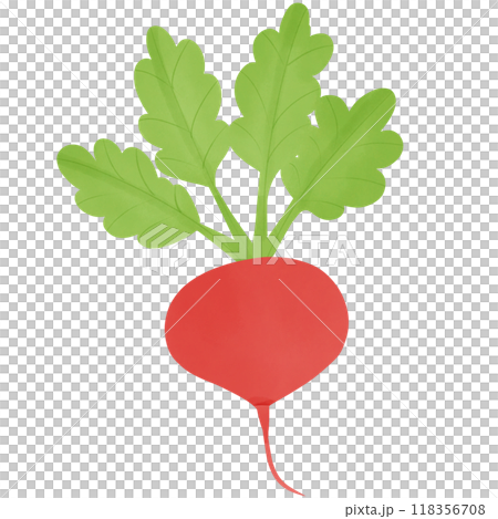 Radish, hand drawn, transparency illustration.	 118356708