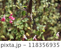 カマキリ 118356935