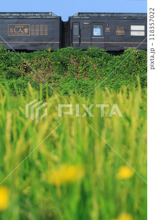 稲穂のそばを行くSL人吉用50系客車（JR九州） 118357022