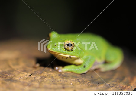 森で出会ったアマガエル 118357030