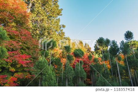 京都 龍安寺の秋景色 京都 龍安寺の秋景色 118357418