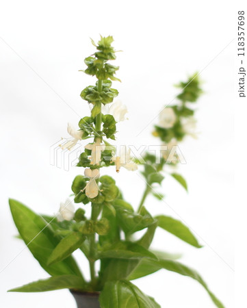 緩い日差しを浴びるバジルの花 118357698