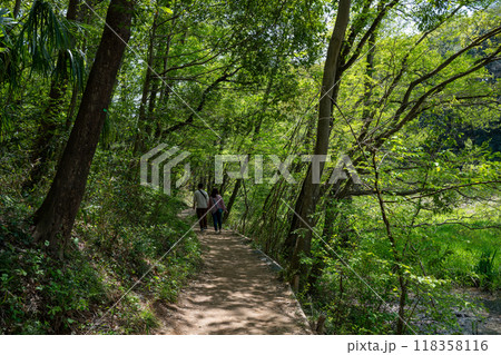新緑に輝く自然観察公園の斜面林の木漏れ日を歩く人 118358116