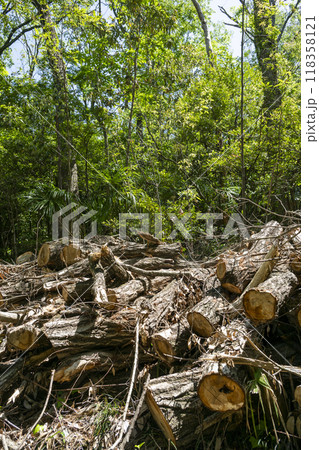 ナラ枯れによって伐採された斜面林のコナラ 118358121