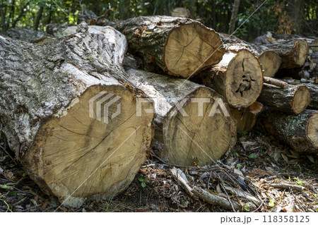 ナラ枯れによって伐採された斜面林のクヌギ ナラ枯れによって伐採された斜面林のクヌギ 118358125