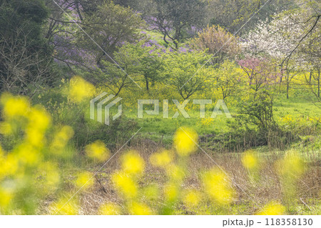 菜の花と桜、桃などが咲く里山の風景 118358130