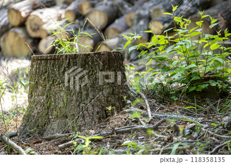 ナラ枯れによって伐採されたクヌギの切株 ナラ枯れによって伐採されたクヌギの切株 118358135