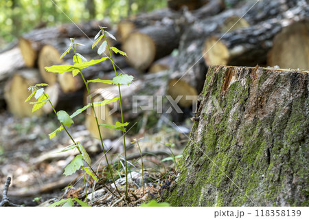 ナラ枯れによって伐採されたコナラの切株とひこばえ ナラ枯れによって伐採されたコナラの切株とひこばえ 118358139