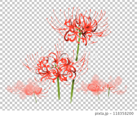 Spider lilies, red spider lilies watercolor illustration 118358200